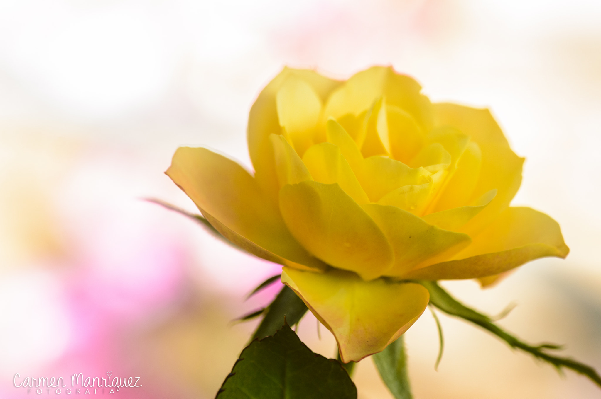 Nikon D3200 sample photo. Corazon photography