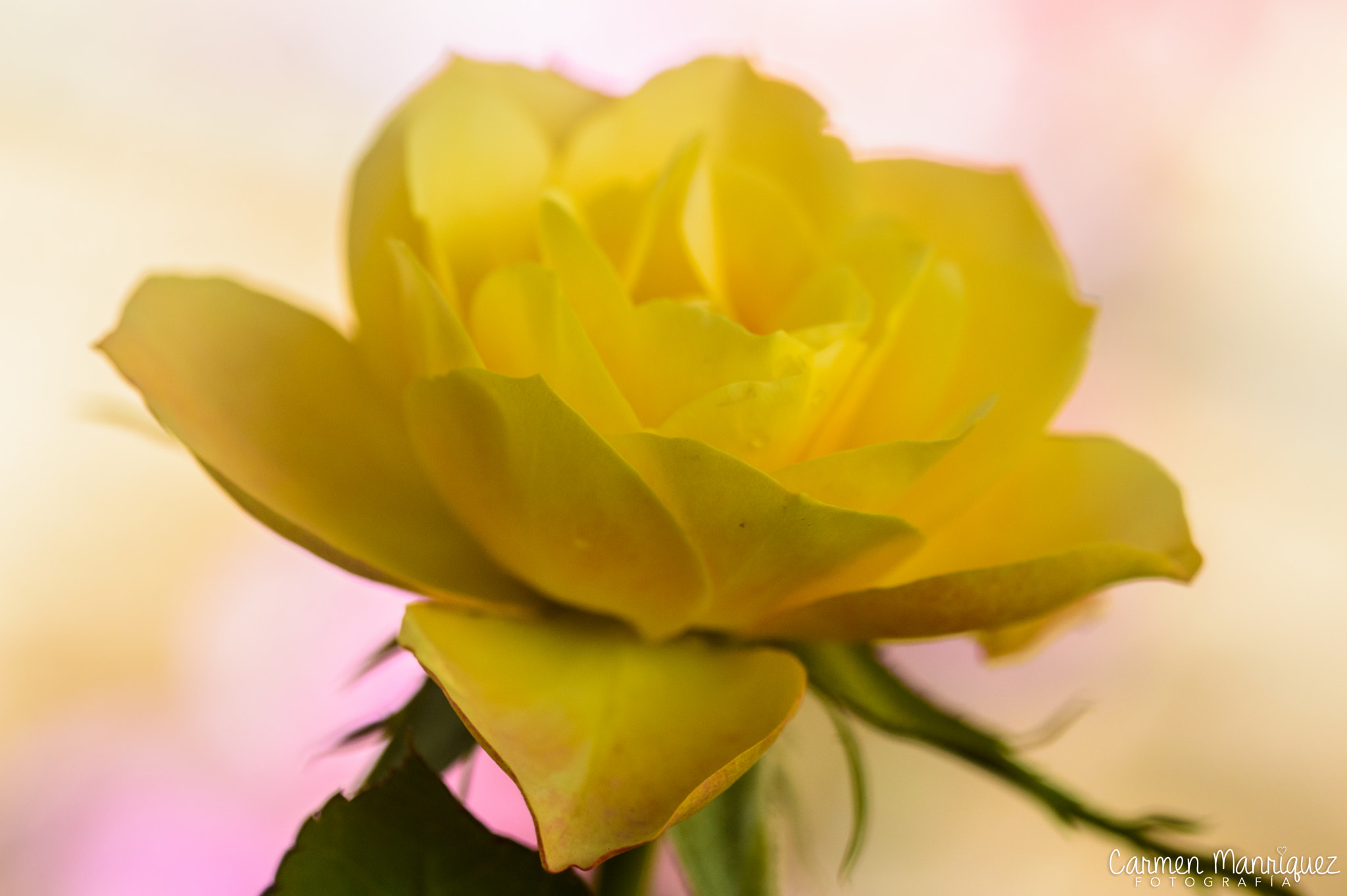 Nikon D3200 sample photo. Corazon photography
