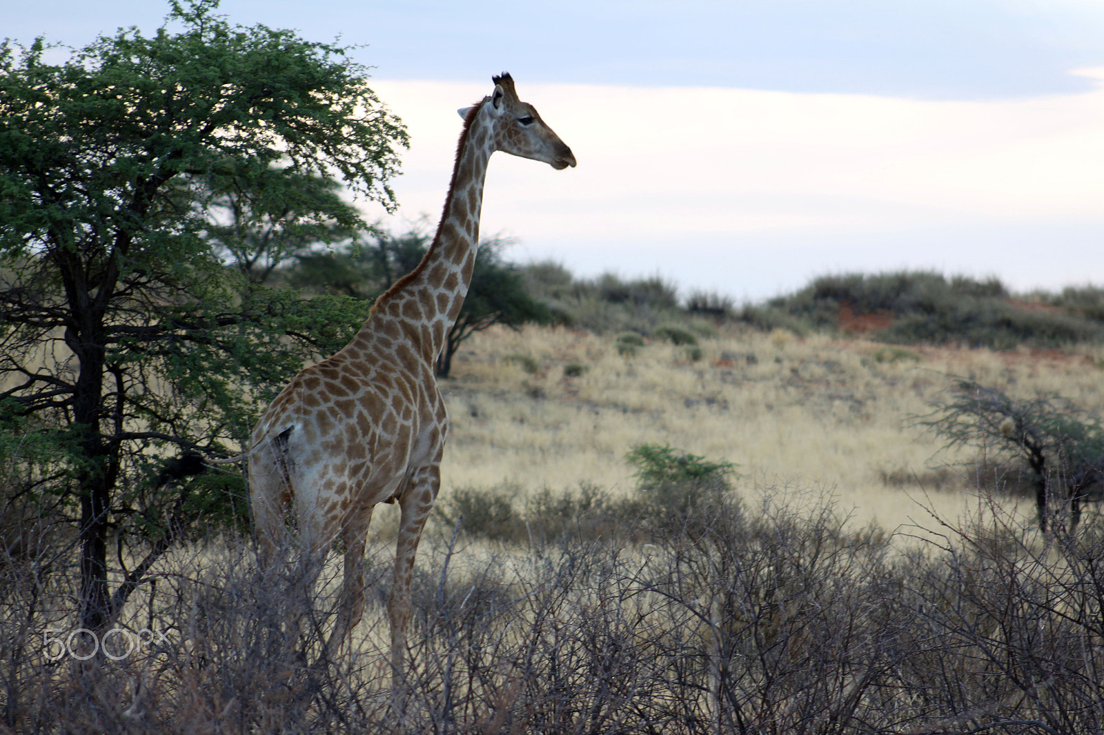 Canon EOS 500D (EOS Rebel T1i / EOS Kiss X3) + EF75-300mm f/4-5.6 sample photo. Giraffe photography