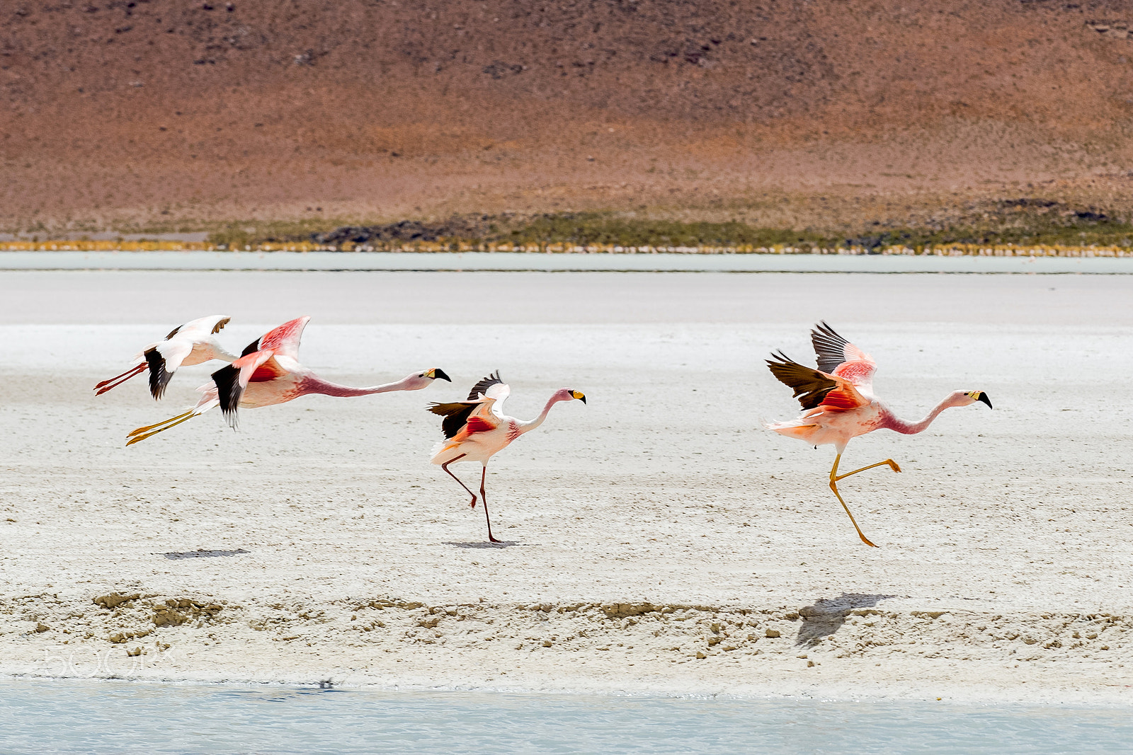 Nikon D4S sample photo. James' flamingo at laguna hedionda photography
