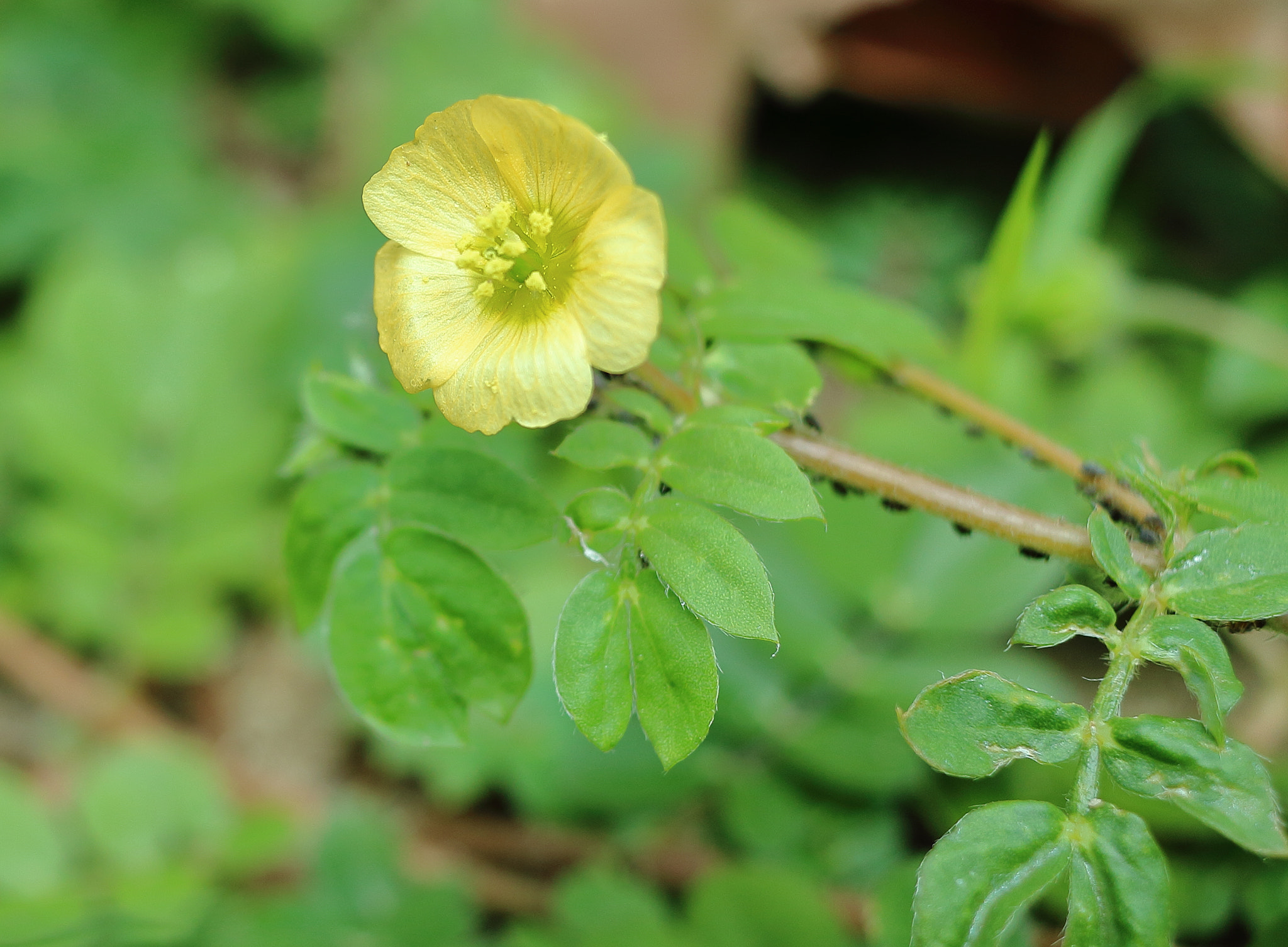 Canon EF-S 24mm F2.8 STM sample photo