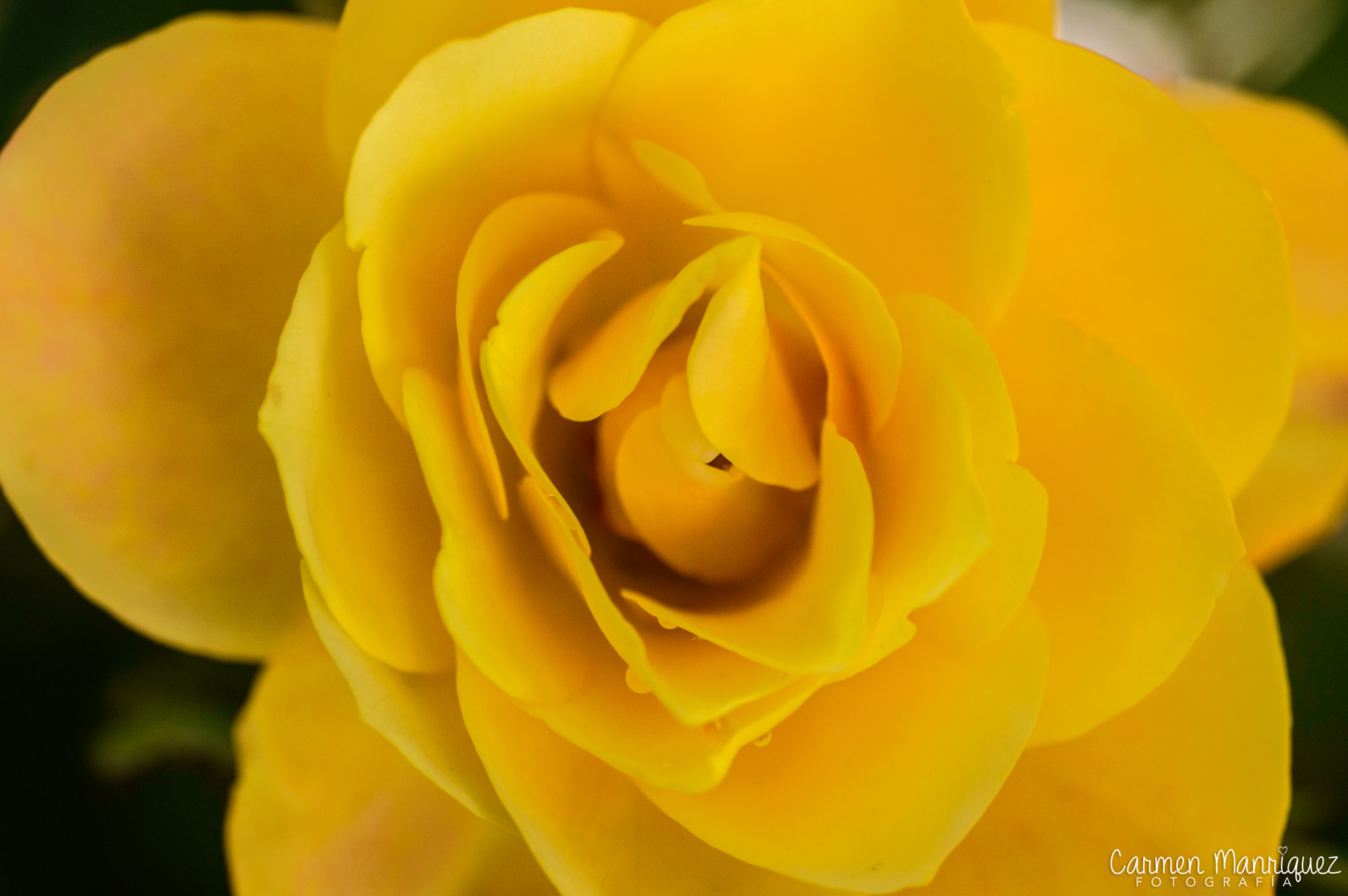 Nikon D3200 sample photo. Corazon photography