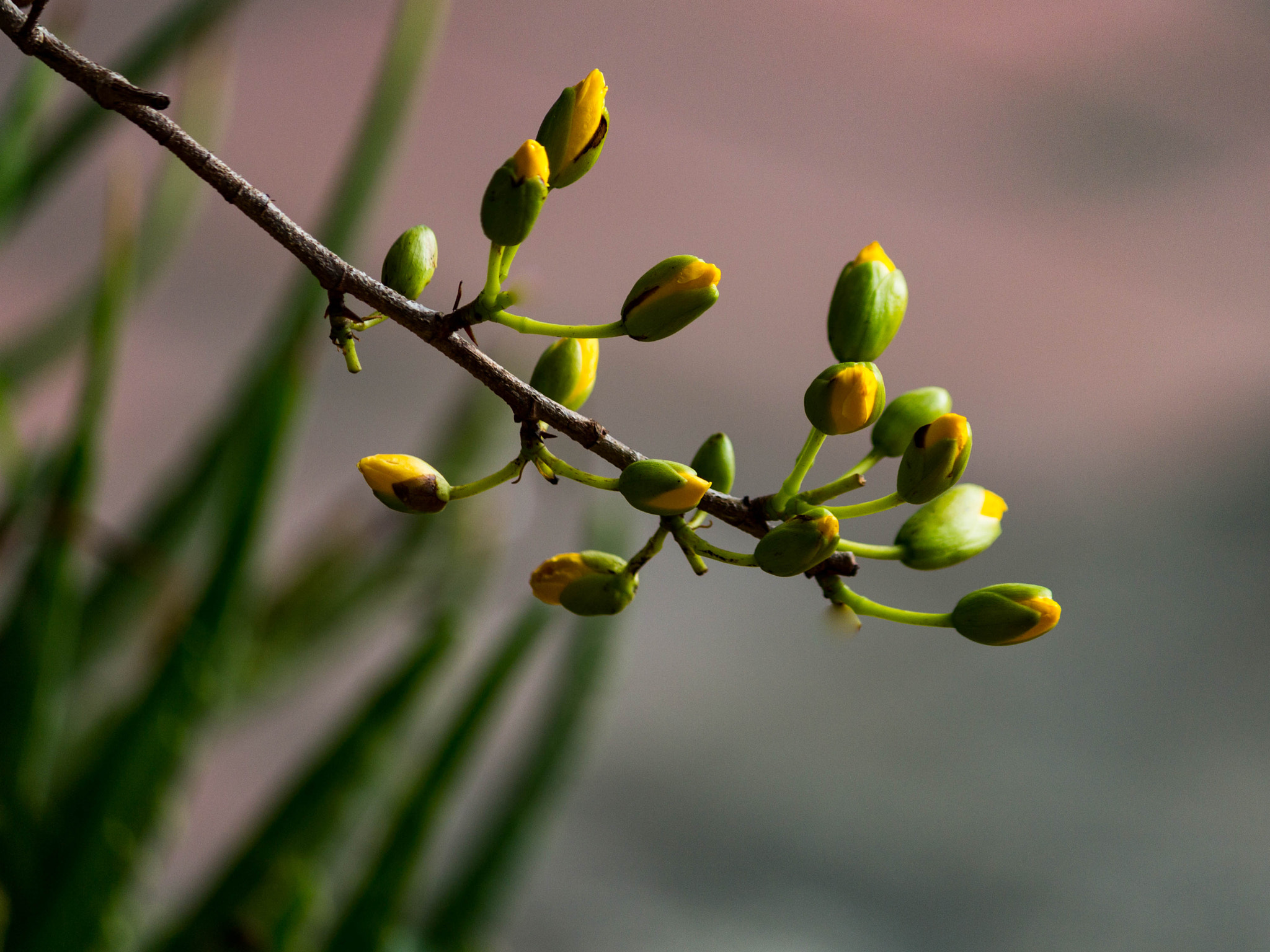 Canon EF-S 55-250mm F4-5.6 IS sample photo. Sắc xuân photography
