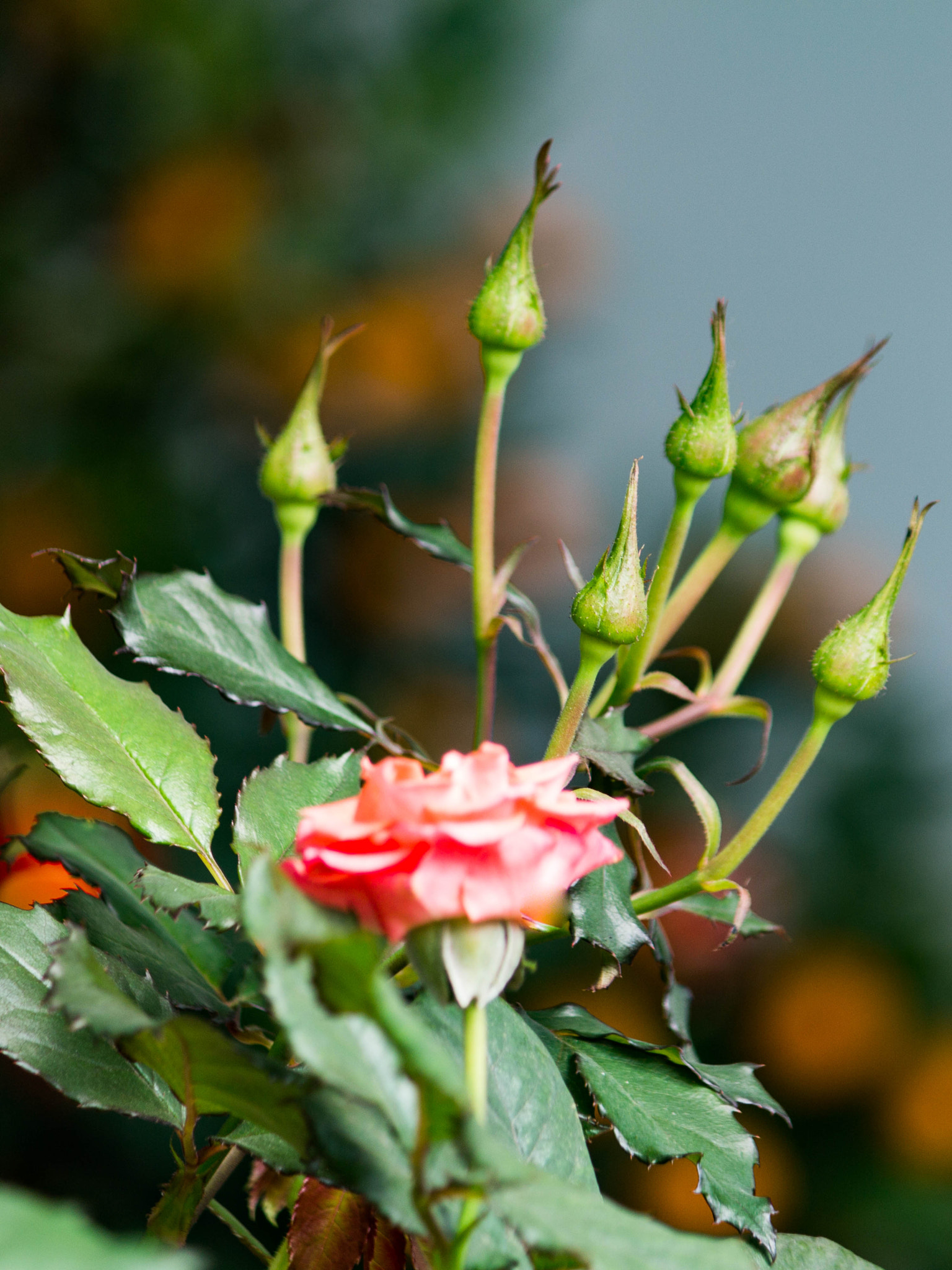 Canon EF-S 55-250mm F4-5.6 IS sample photo. Sắc xuân photography