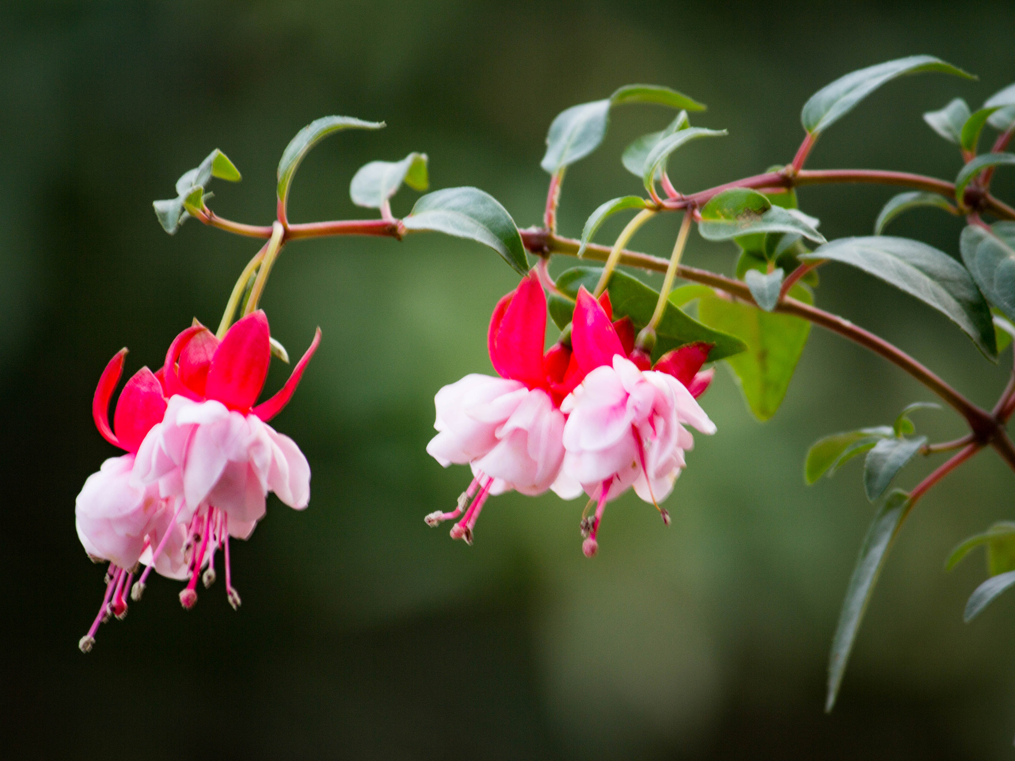 Canon EF-S 55-250mm F4-5.6 IS sample photo. Sắc xuân photography
