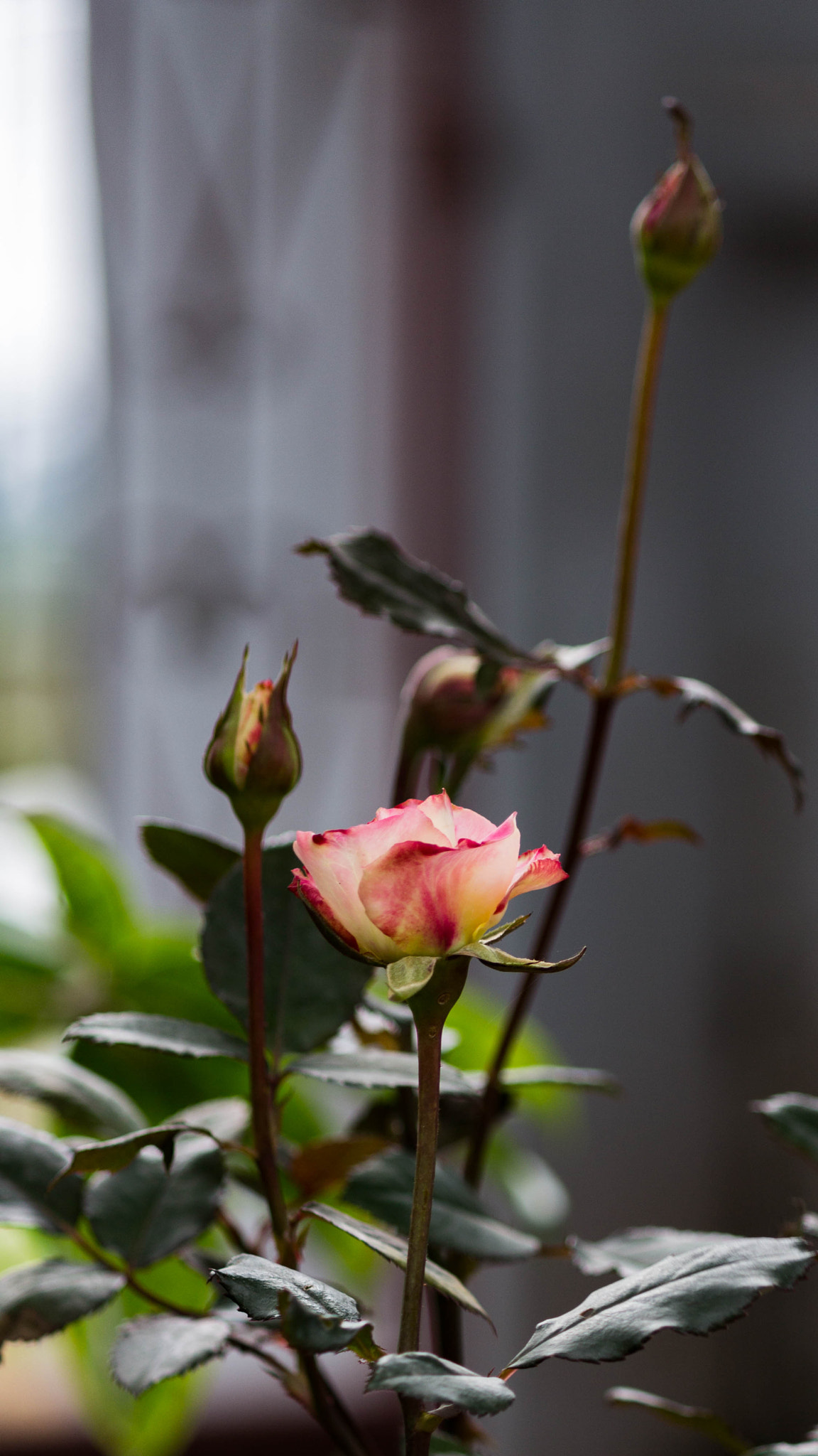 Canon EF-S 55-250mm F4-5.6 IS sample photo. Sắc xuân photography
