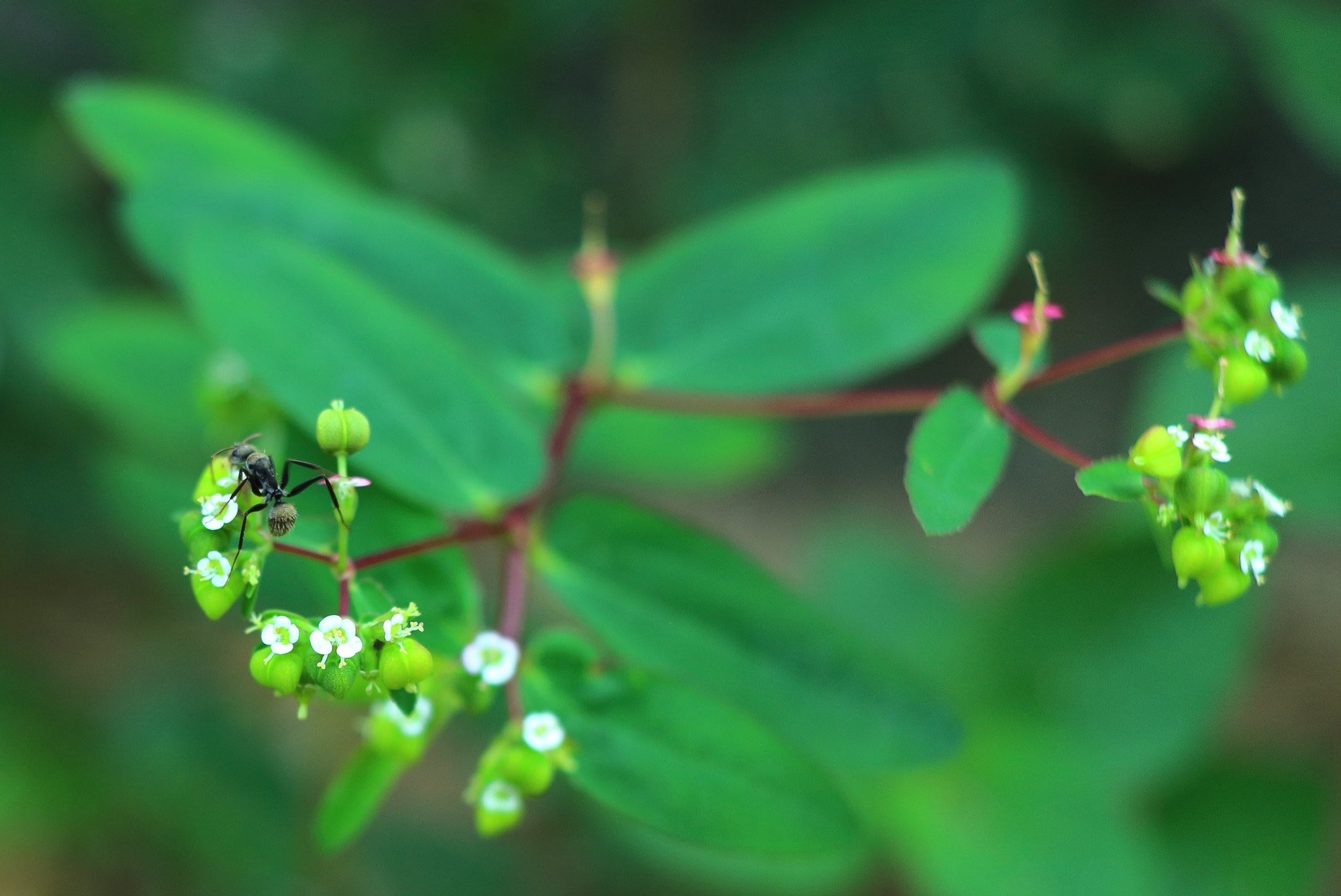 Canon EF-S 24mm F2.8 STM sample photo. Microflor photography