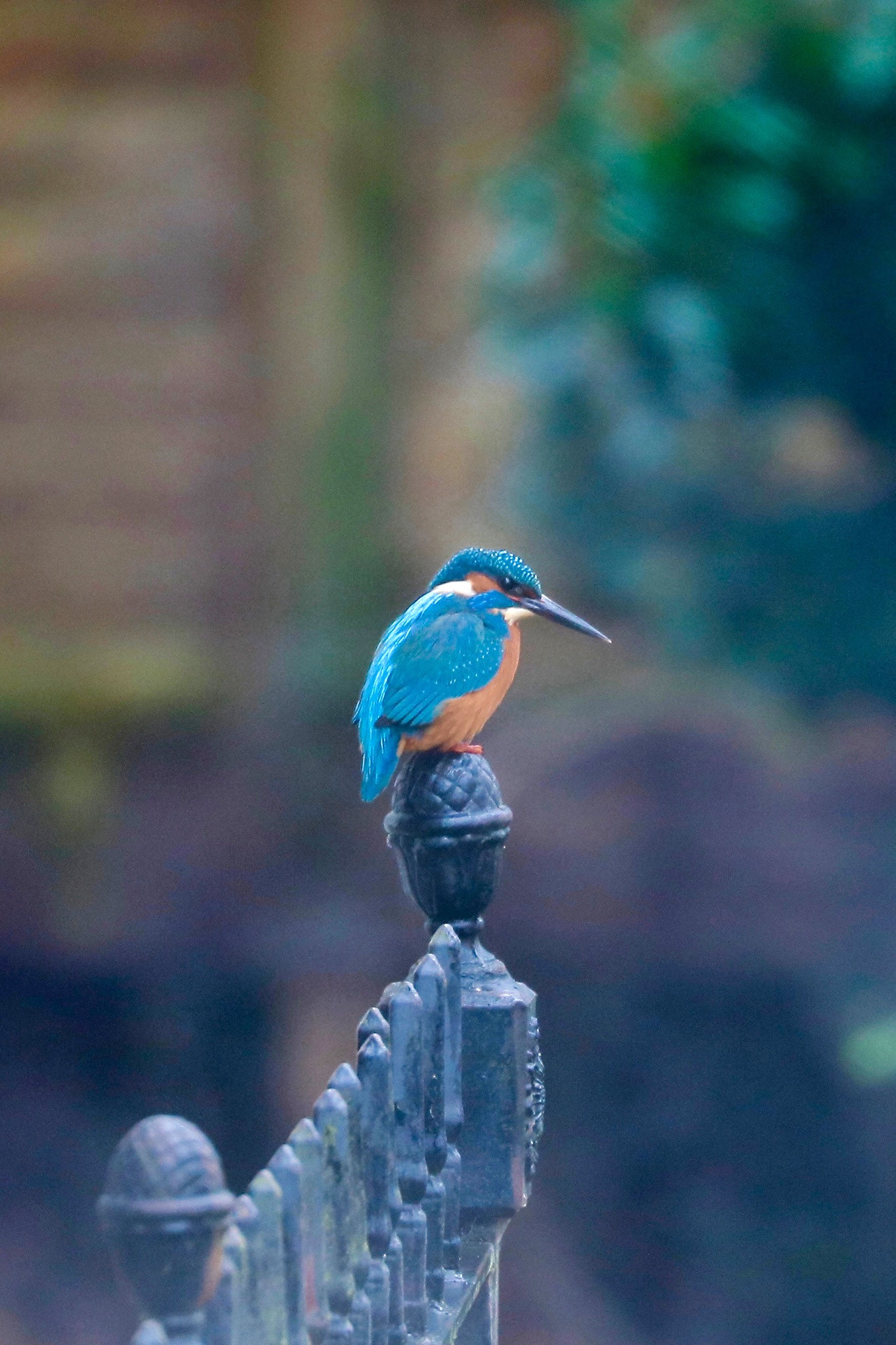 Canon EOS 760D (EOS Rebel T6s / EOS 8000D) sample photo. Kingfisher photography