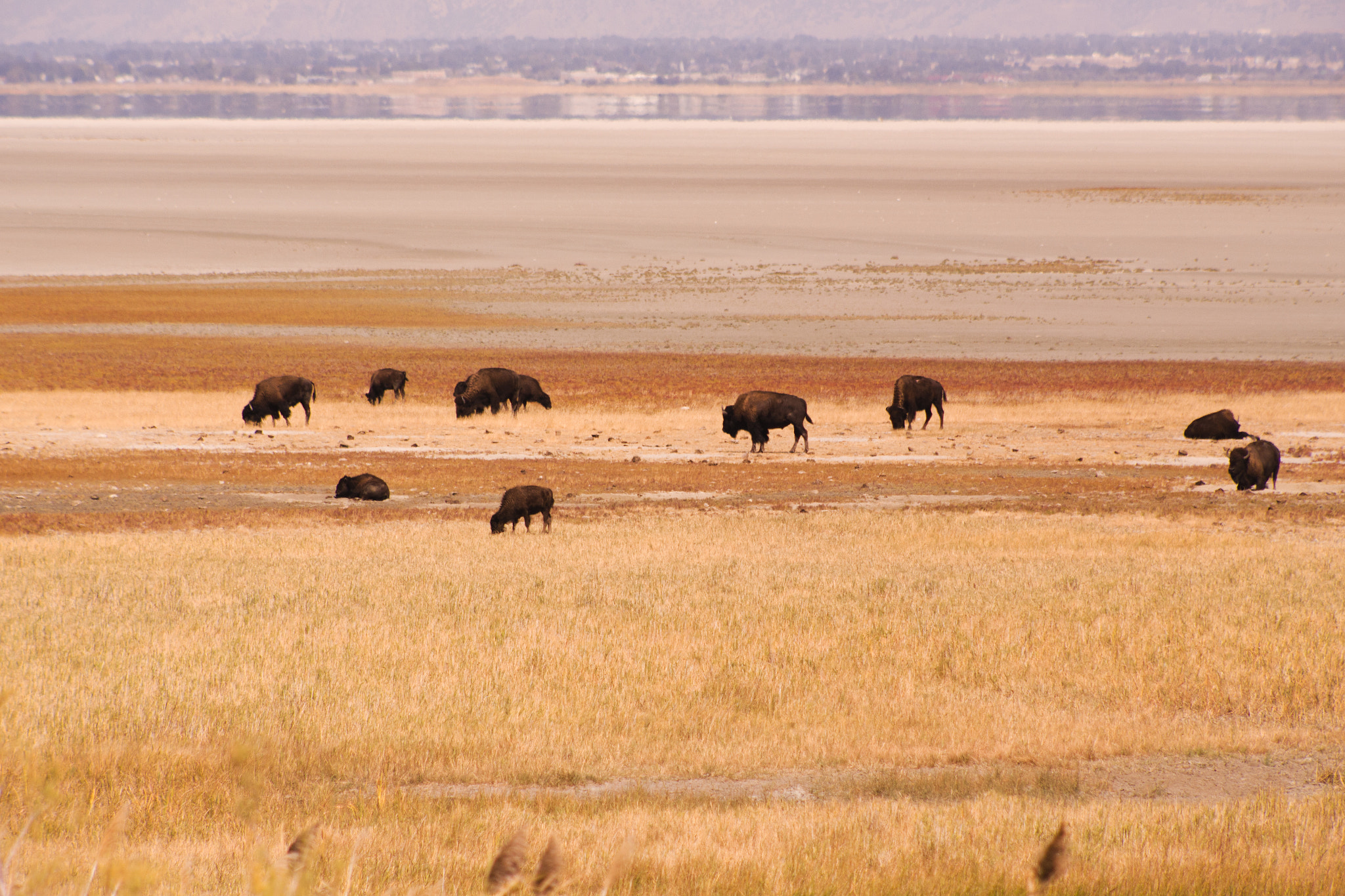 Canon EOS 6D + EF75-300mm f/4-5.6 sample photo. Bison photography