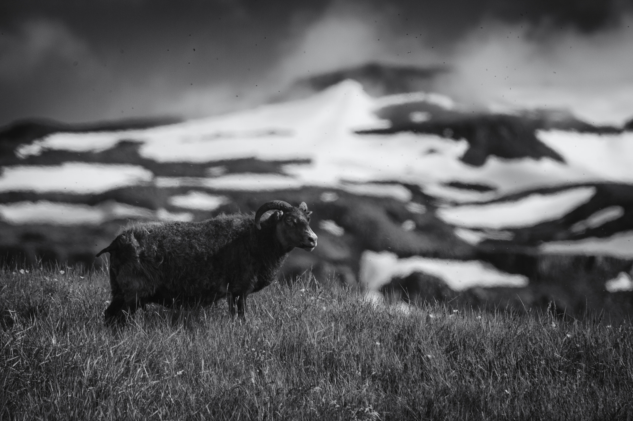 Canon EOS 550D (EOS Rebel T2i / EOS Kiss X4) + EF75-300mm f/4-5.6 sample photo. Kirkjufell sheep photography