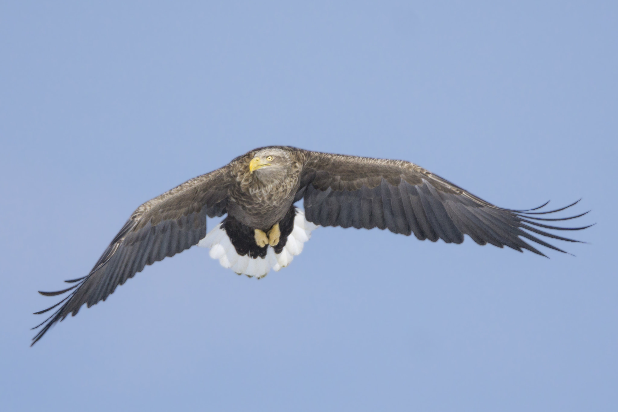 Sony a6000 + Tamron SP 150-600mm F5-6.3 Di VC USD sample photo. White-tailed eagle in flight photography