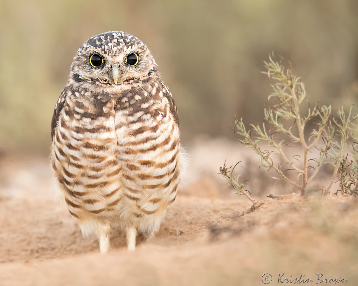 Canon EF 500mm F4L IS II USM sample photo. Burrowing owl photography