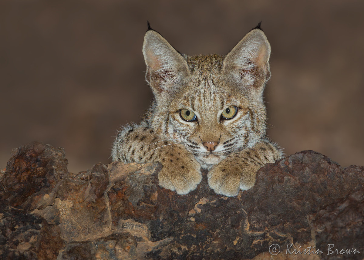 Canon EOS-1D Mark IV + Canon EF 500mm F4L IS II USM sample photo. Baby bobcat on lava photography