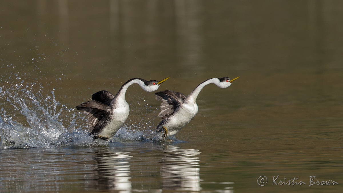 Canon EF 500mm F4L IS II USM sample photo. Western grebes rushing photography