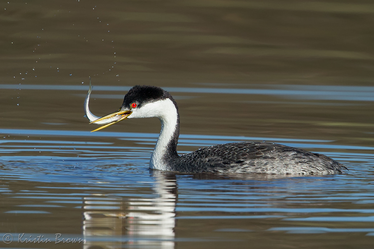 Canon EOS-1D X + Canon EF 500mm F4L IS II USM sample photo. Western grebe with fish photography