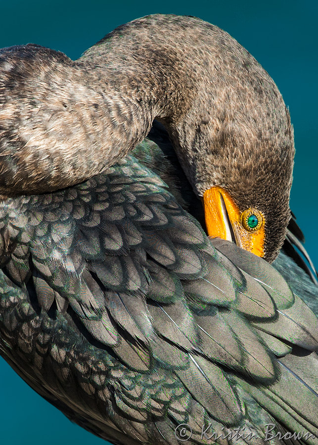 Canon EOS-1D X sample photo. Double crested cormorant photography