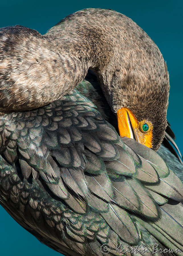 Canon EOS-1D X + Canon EF 500mm F4L IS II USM sample photo. Double crested cormorant photography