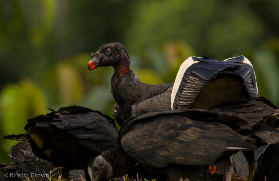 Canon EOS-1D Mark IV sample photo. King vulture immature photography