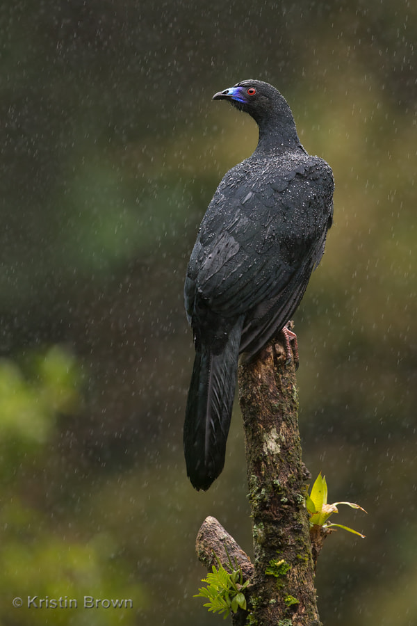 Canon EF 300mm F2.8L IS II USM sample photo. Black guan photography