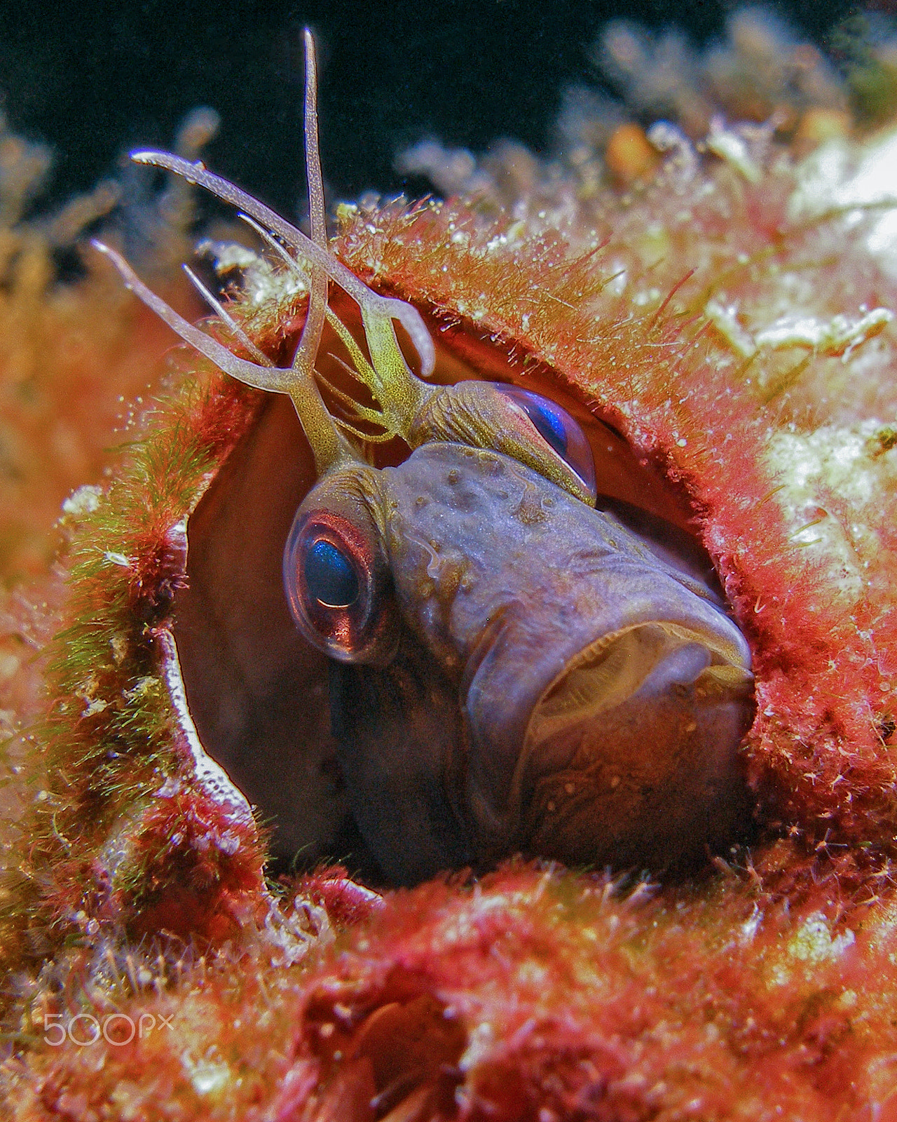 Olympus SP350 sample photo. Seaweed blenny photography