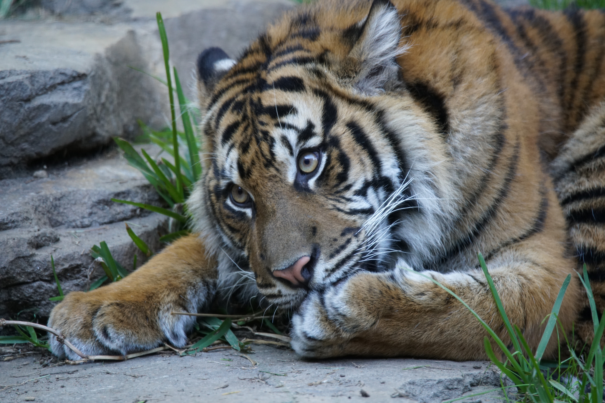 Sony a7R II + Tamron SP 150-600mm F5-6.3 Di VC USD sample photo. Sumatran tiger photography