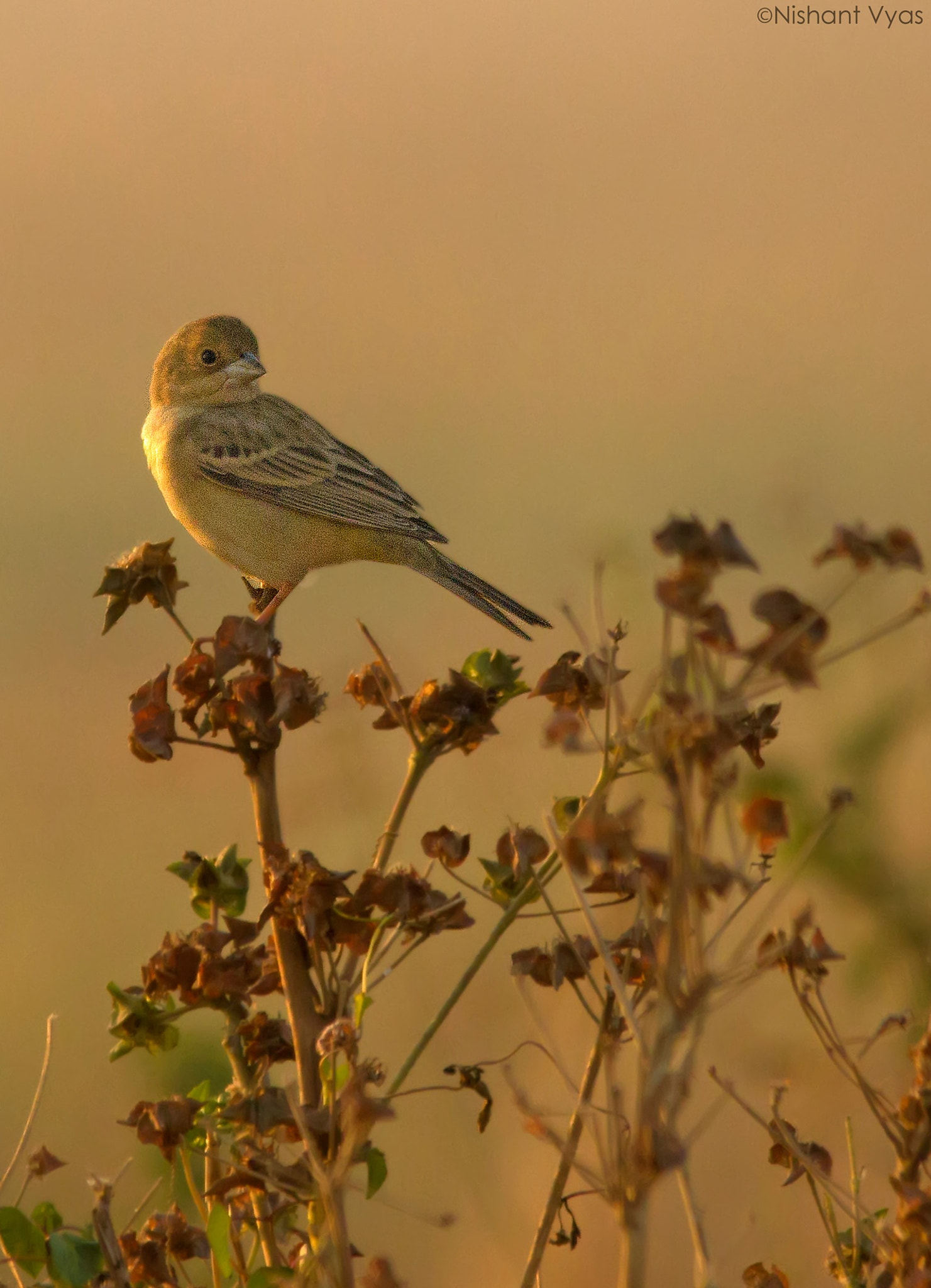 Sigma 150-500mm F5-6.3 DG OS HSM sample photo. Bunting photography