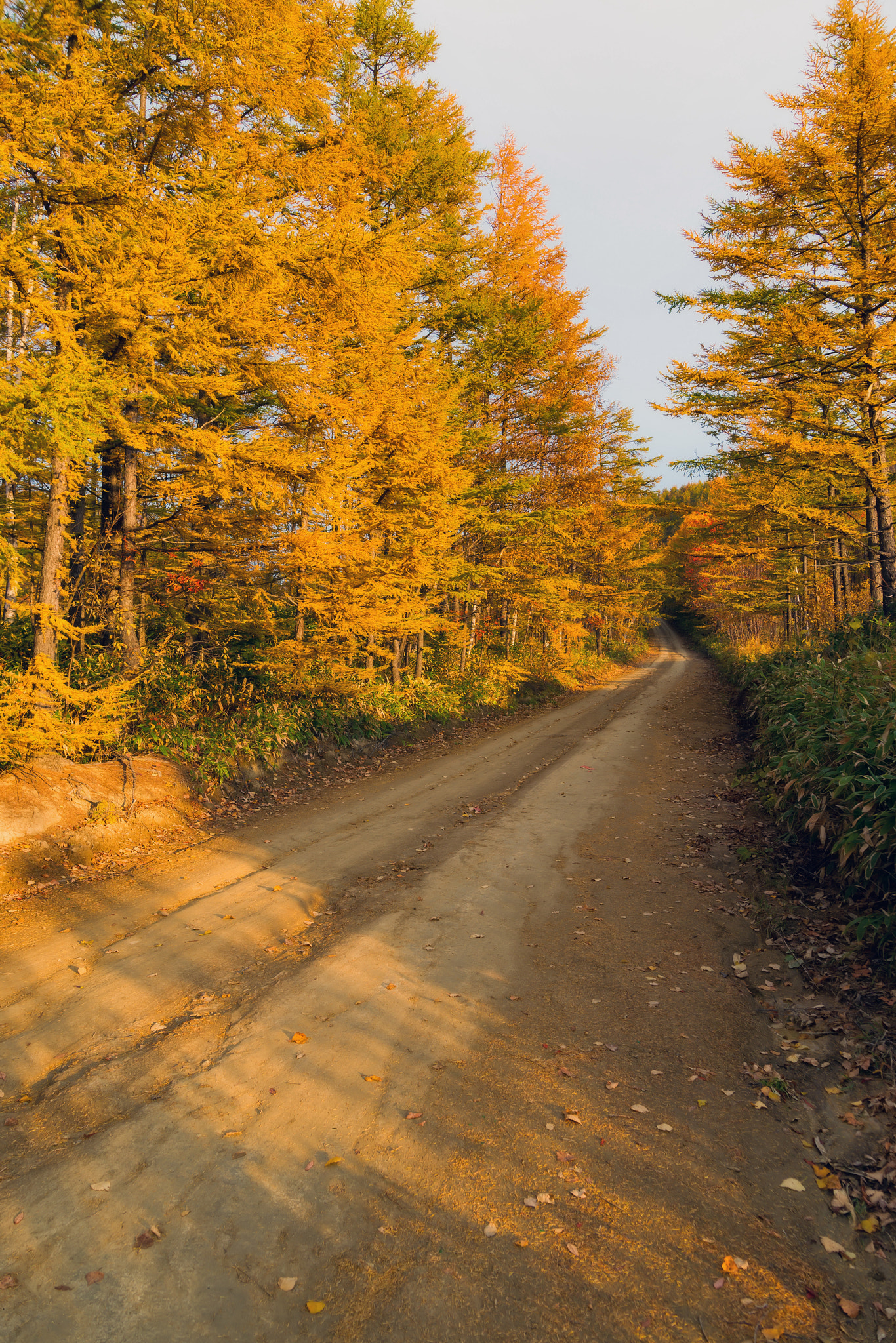 Sony Alpha DSLR-A850 sample photo. Autumn road. photography