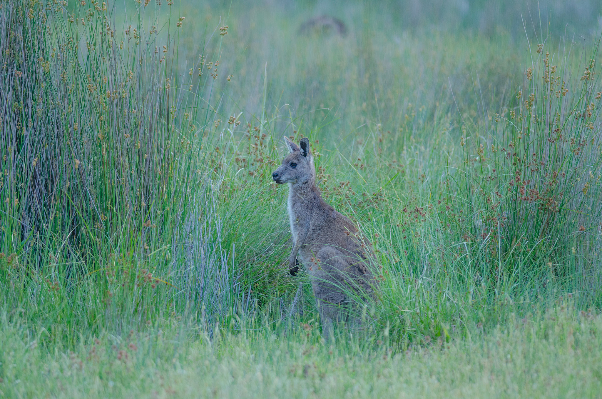 Nikon D7000 + Nikon AF-S Nikkor 300mm F4D ED-IF sample photo. Morning roo photography