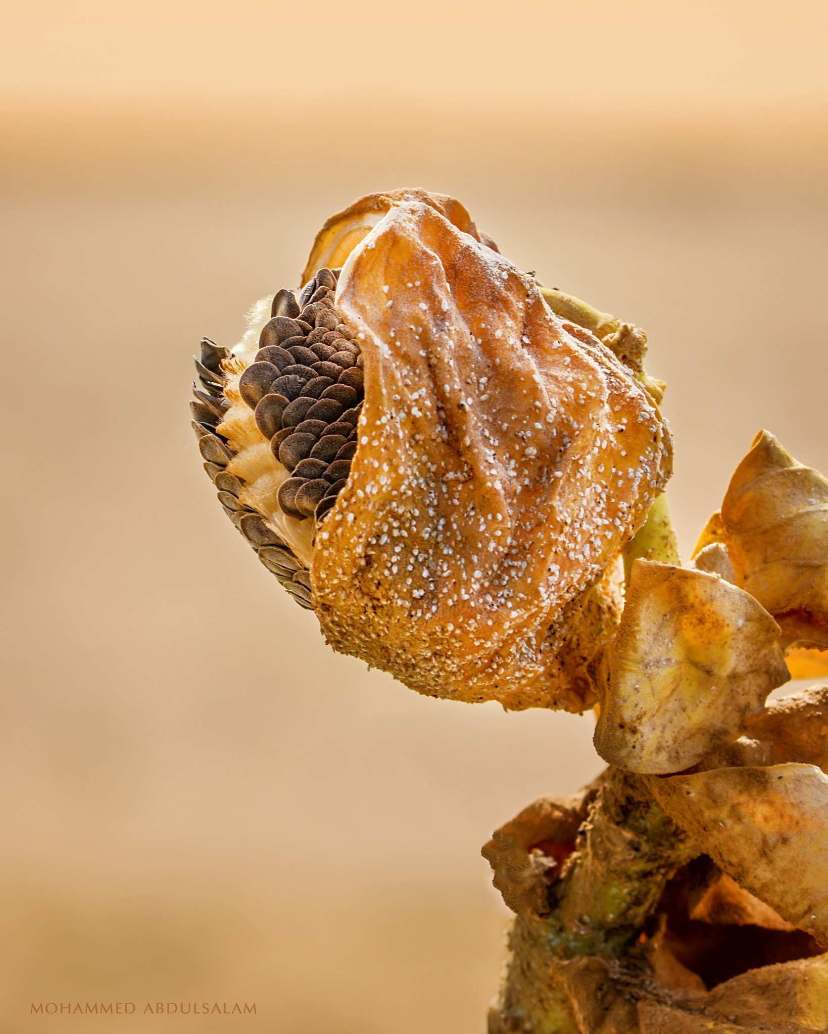 Nikon AF-S Micro-Nikkor 105mm F2.8G IF-ED VR sample photo. Macro photography