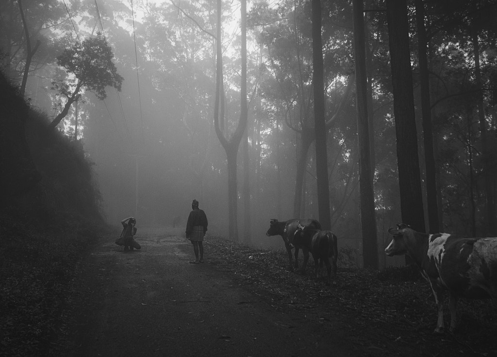 Poseurs in the Mist by Son of the Morning Light on 500px.com