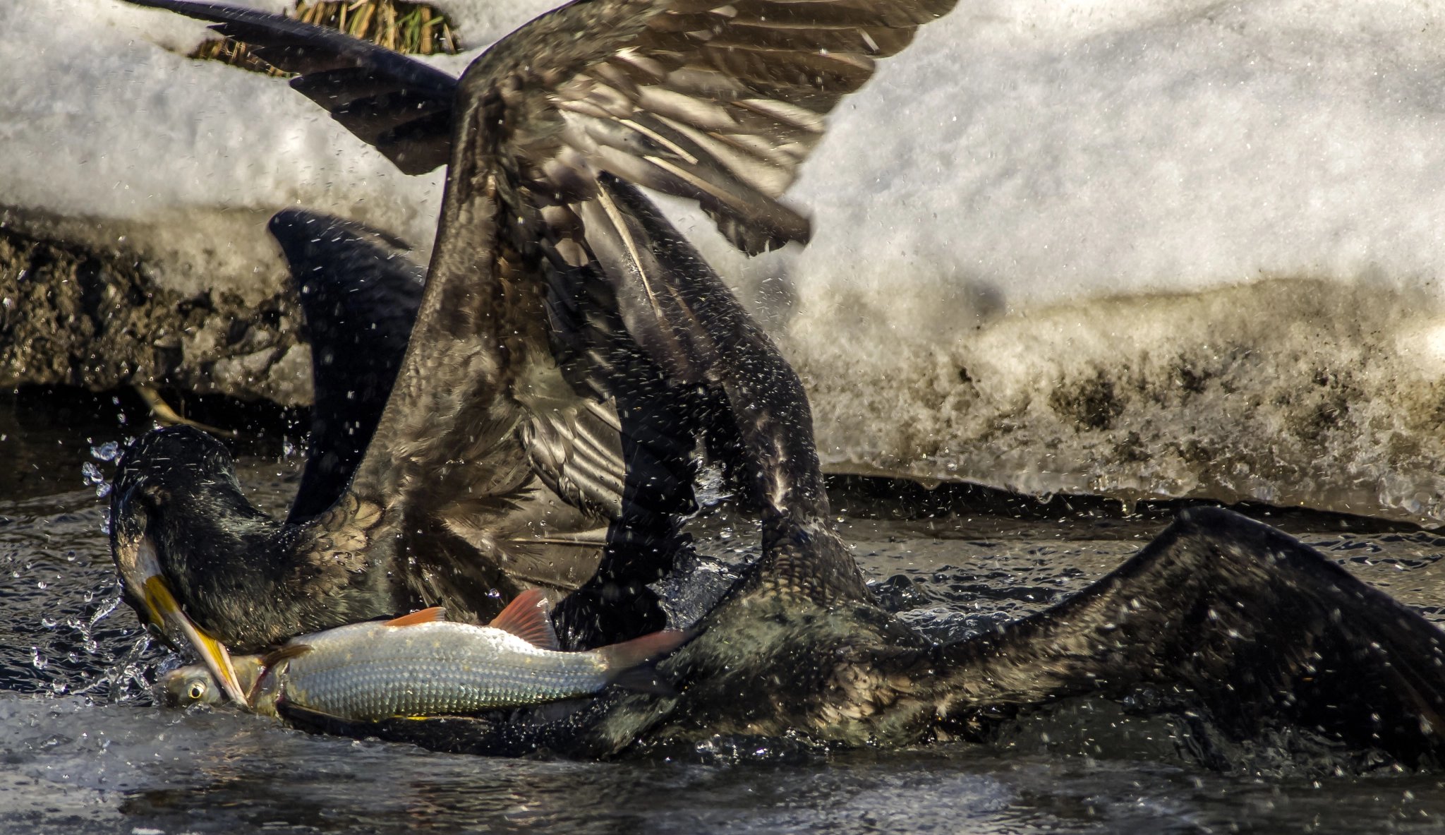 OLYMPUS 300mm Lens sample photo. Cormorants fighting for food photography