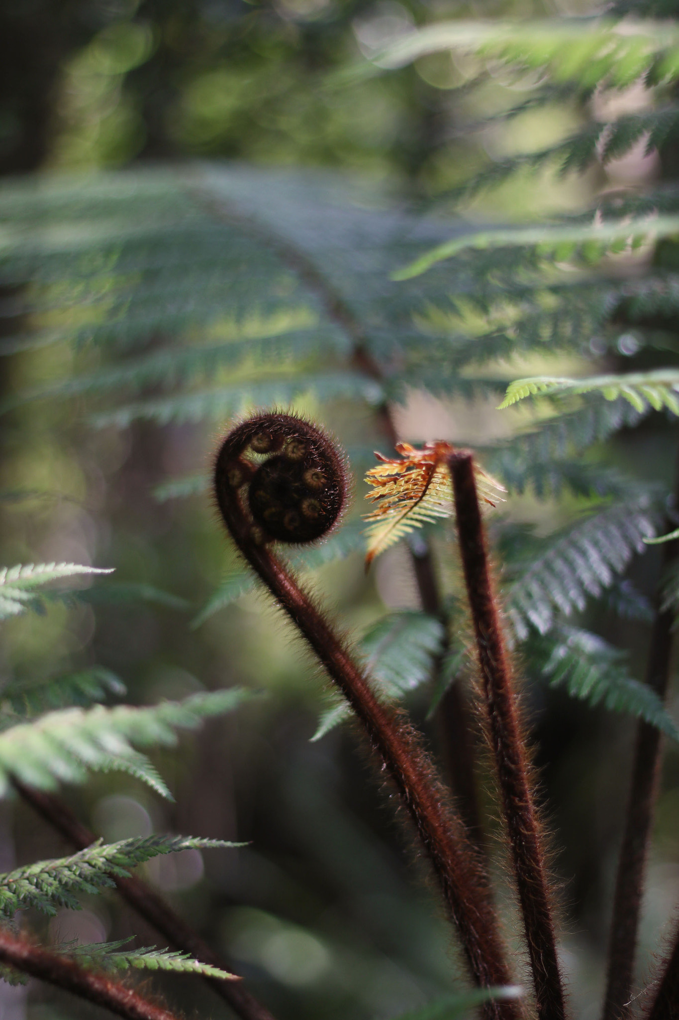Canon EOS 750D (EOS Rebel T6i / EOS Kiss X8i) sample photo. Fern koru photography