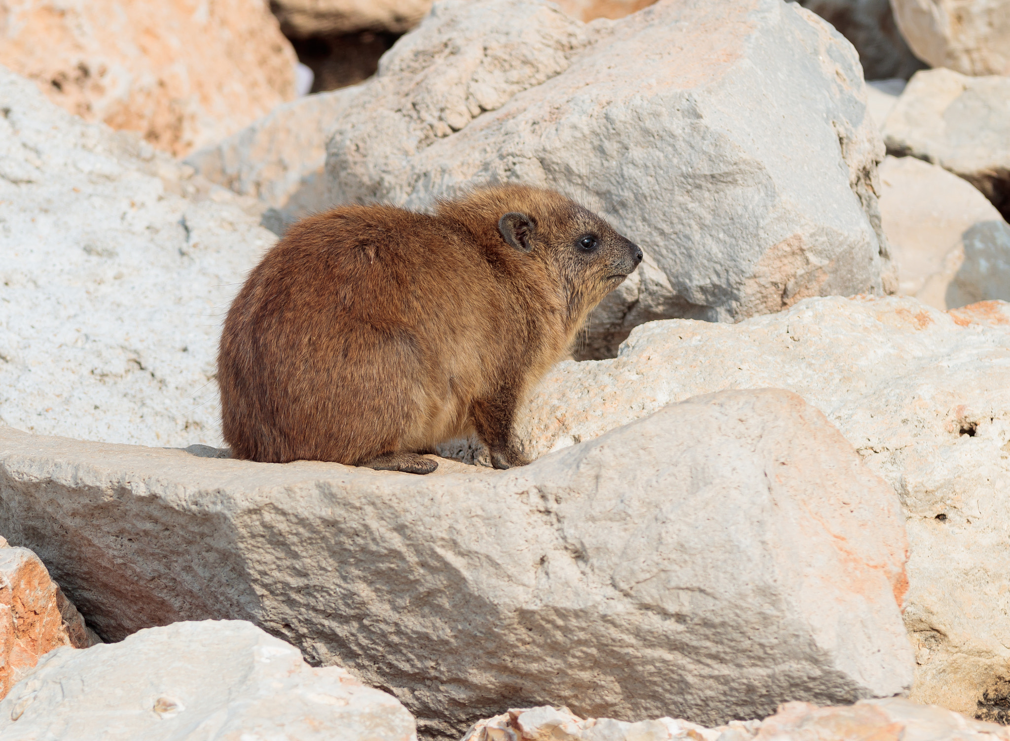 Canon EOS 80D + Sigma 50-200mm F4-5.6 DC OS HSM sample photo. Mountain rabbit sitting between rocks on the morning photography