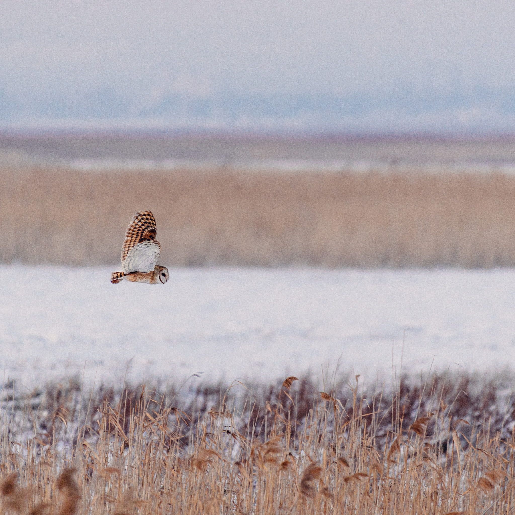 Nikon D4 sample photo. Barn owl in flight. photography
