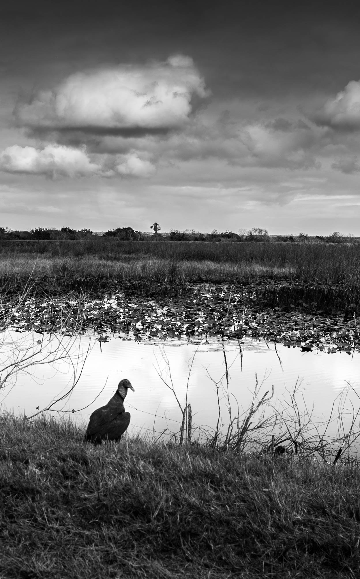 Nikon D700 + AF Nikkor 28mm f/2.8 sample photo. Vulture waiting on a meal photography