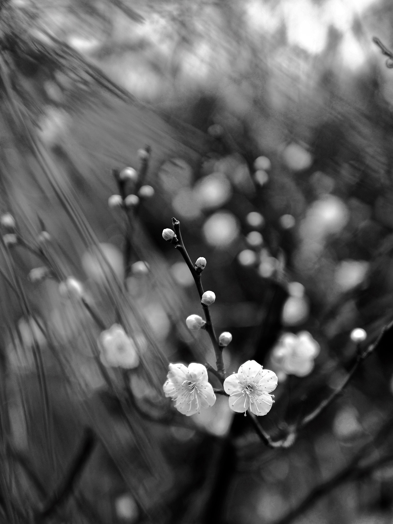 Olympus OM-D E-M5 II + Panasonic Leica DG Summilux 25mm F1.4 II ASPH sample photo. Early plum blossom and pine needles  photography