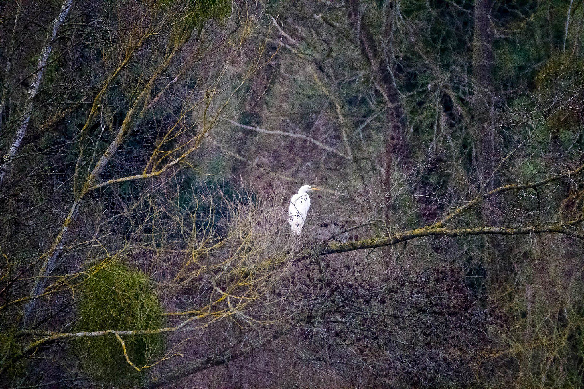 150-600mm F5-6.3 DG OS HSM | Contemporary 015 sample photo. Wood and heron photography