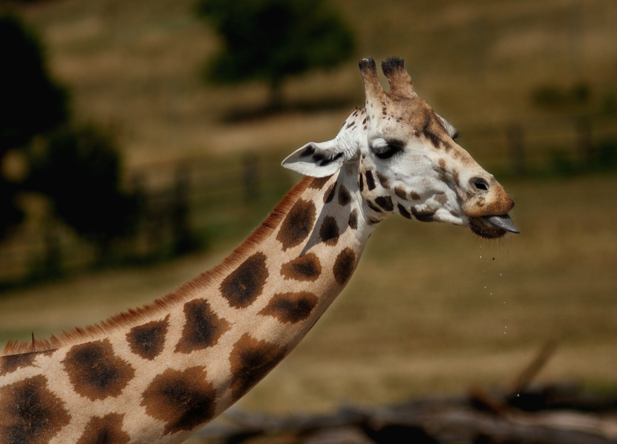 Canon EOS 7D + Canon EF 300mm F4L IS USM sample photo. Rothschild's giraffe photography