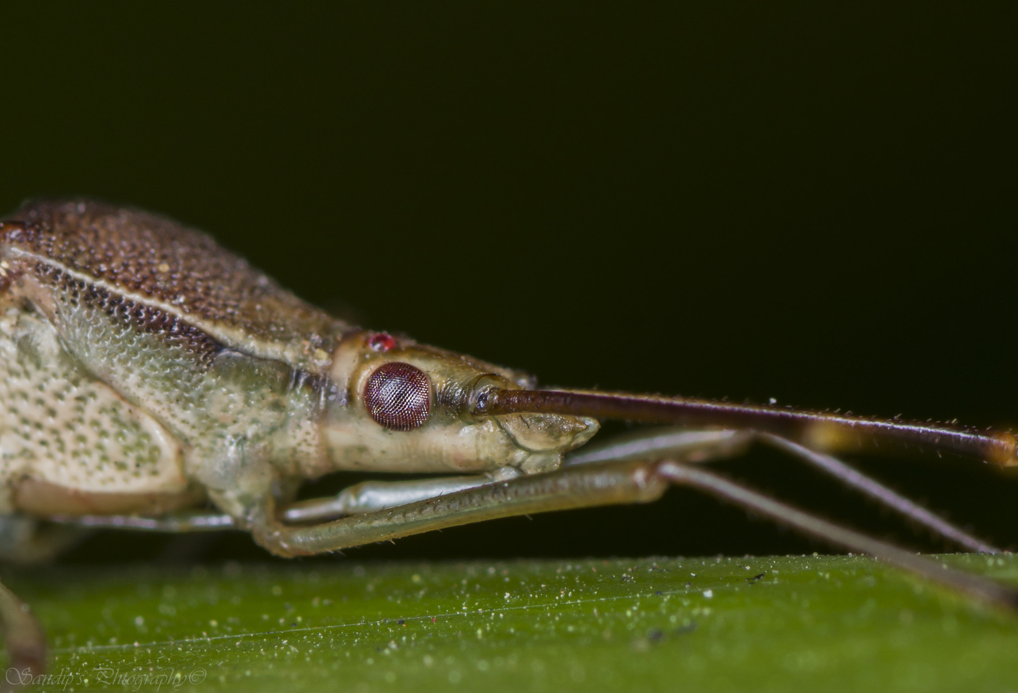 Canon EOS 600D (Rebel EOS T3i / EOS Kiss X5) + Tamron SP AF 90mm F2.8 Di Macro sample photo. Zelus..... photography
