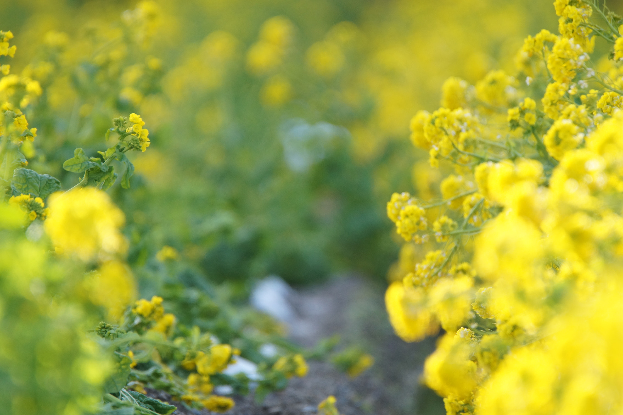 Sony SLT-A58 + Tamron SP 150-600mm F5-6.3 Di VC USD sample photo. Canola flower photography