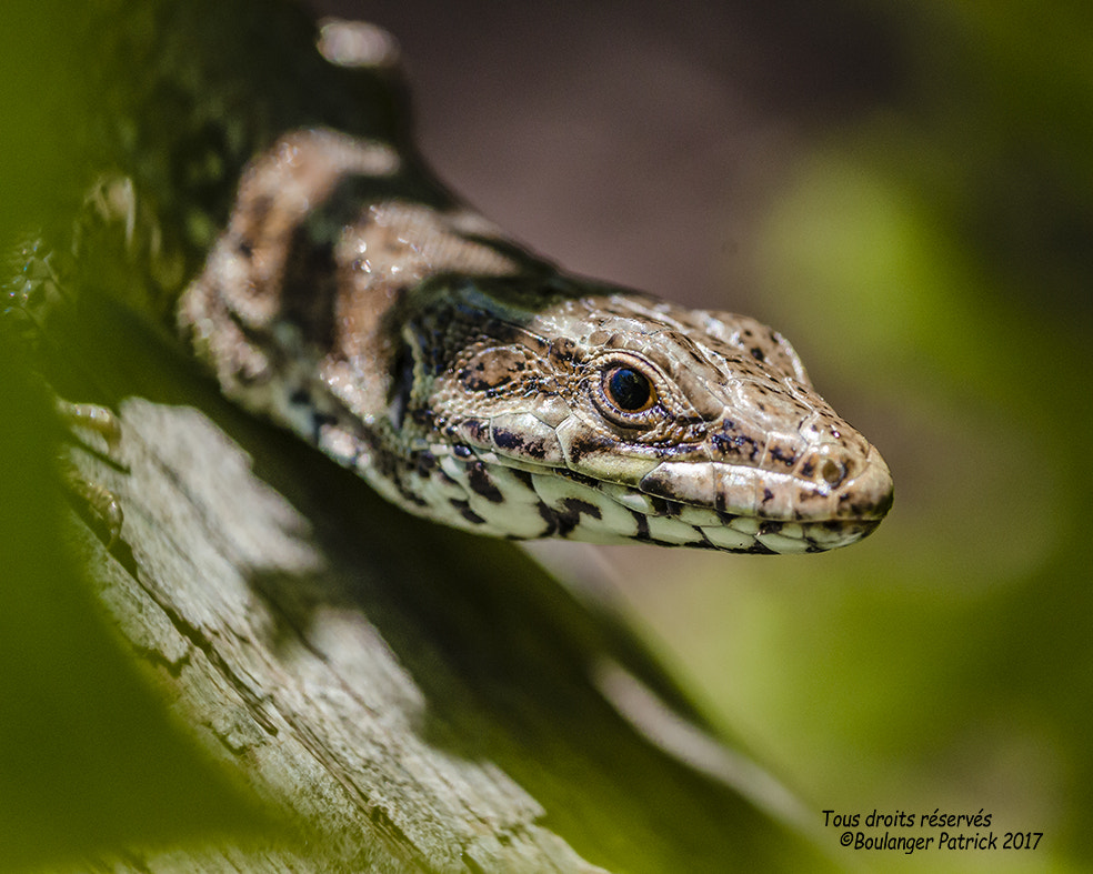 Tokina AT-X Pro 100mm F2.8 Macro sample photo. Je t ai vu!!! photography