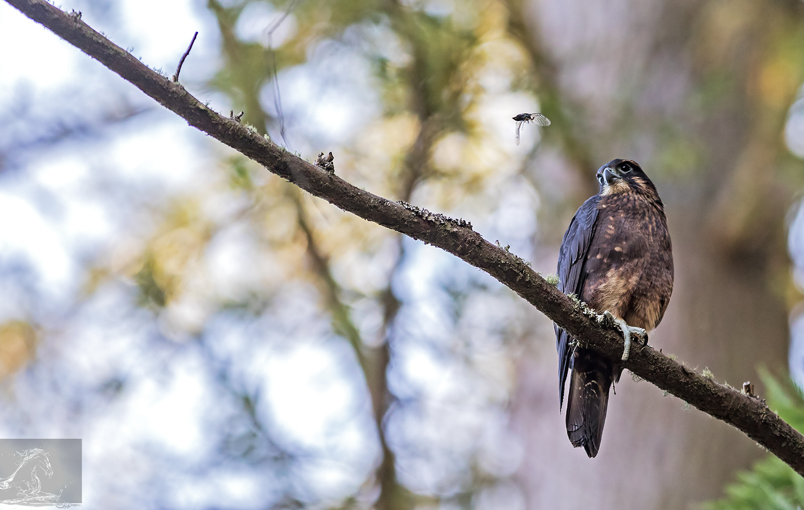 Canon EF 300mm F2.8L IS USM sample photo. Kārearea 92 photography