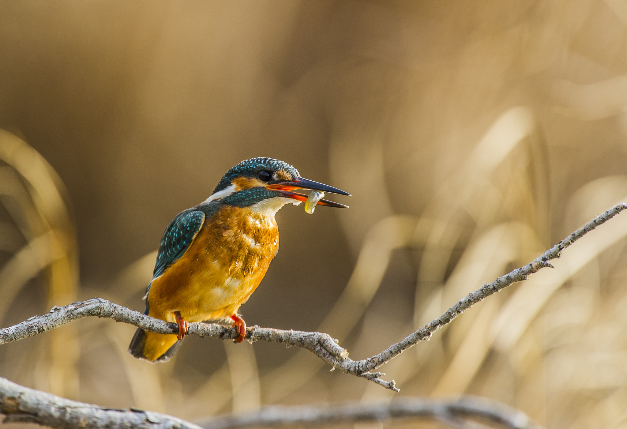 Nikon AF-S Nikkor 500mm F4G ED VR sample photo. Martin photography