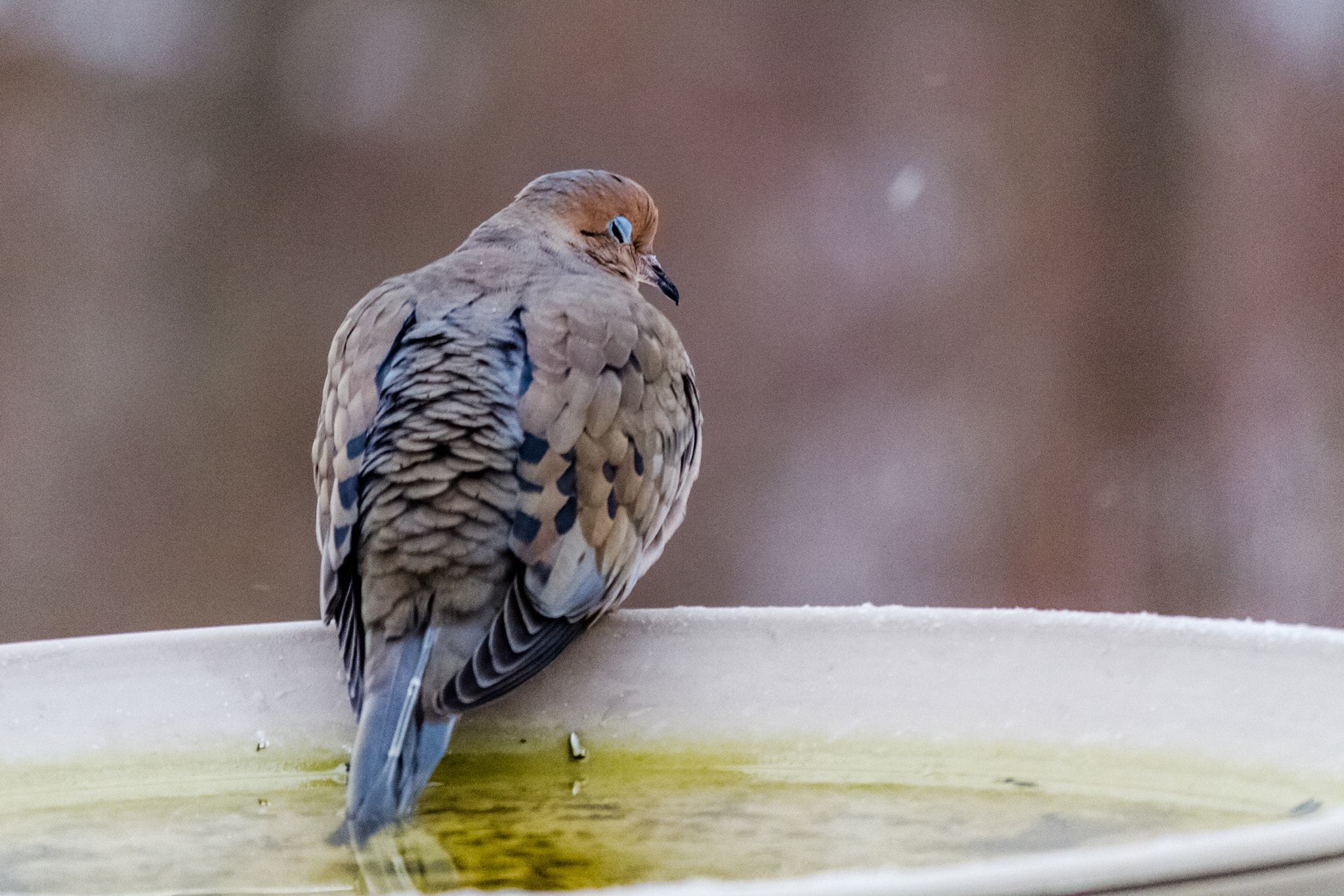 Canon EF-S 55-250mm F4-5.6 IS STM sample photo. Bird i 170129 photography