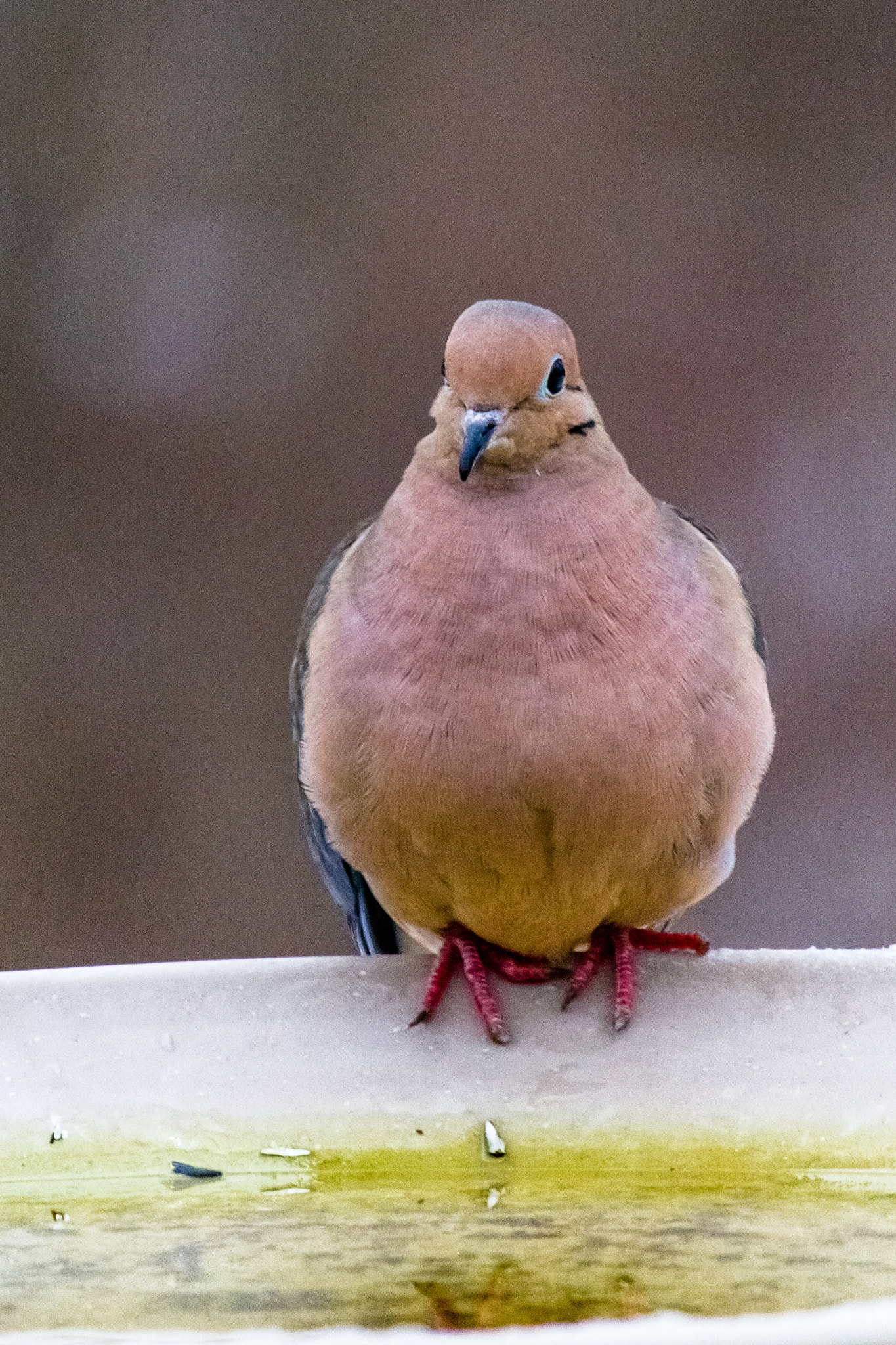 Canon EF-S 55-250mm F4-5.6 IS STM sample photo. Bird ii 170129 photography