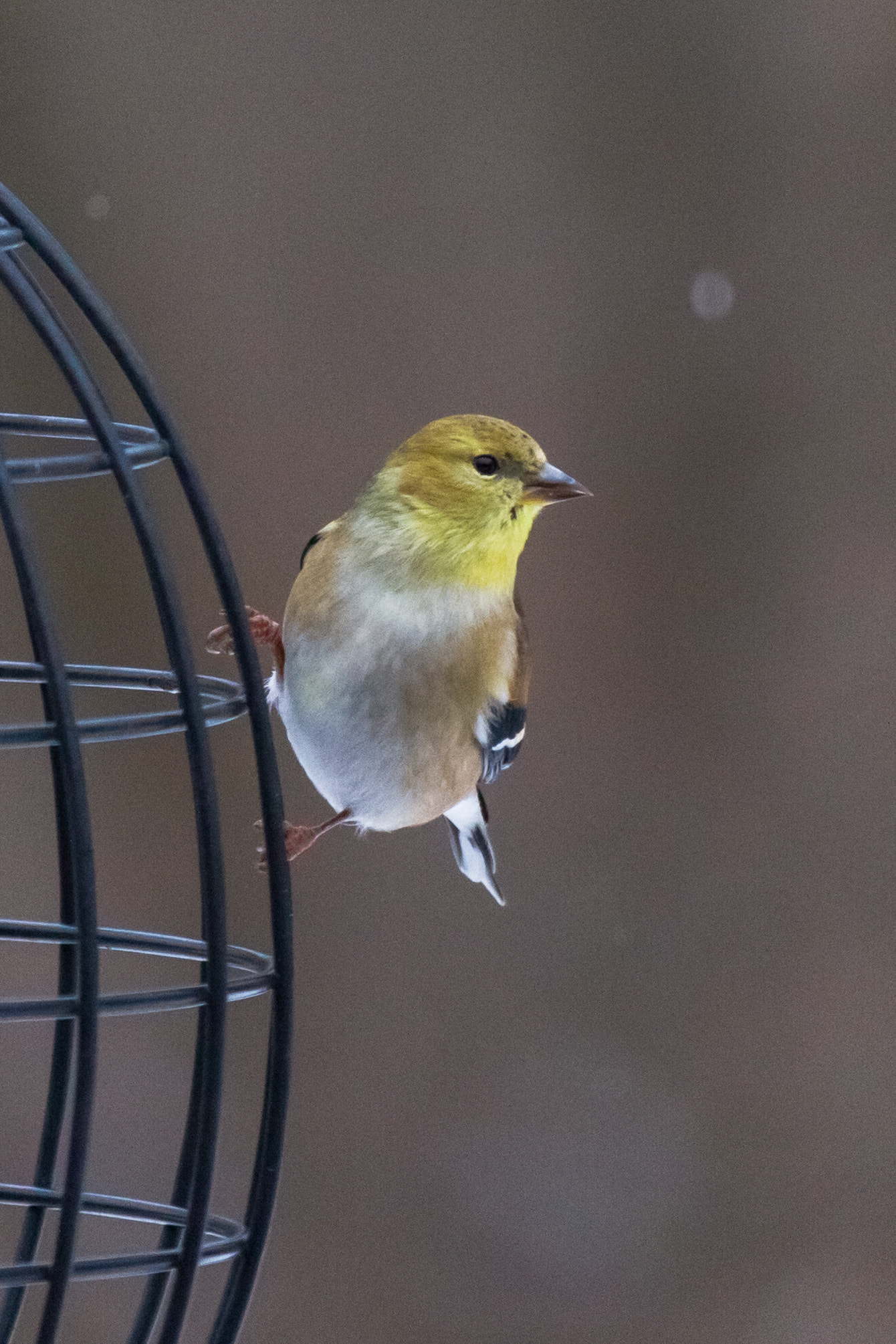 Canon EF-S 55-250mm F4-5.6 IS STM sample photo. Bird iii 170129 photography