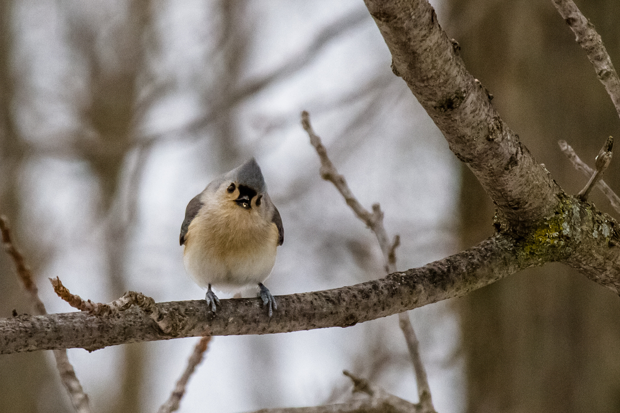 Canon EF-S 55-250mm F4-5.6 IS STM sample photo. Bird iv 170129 photography