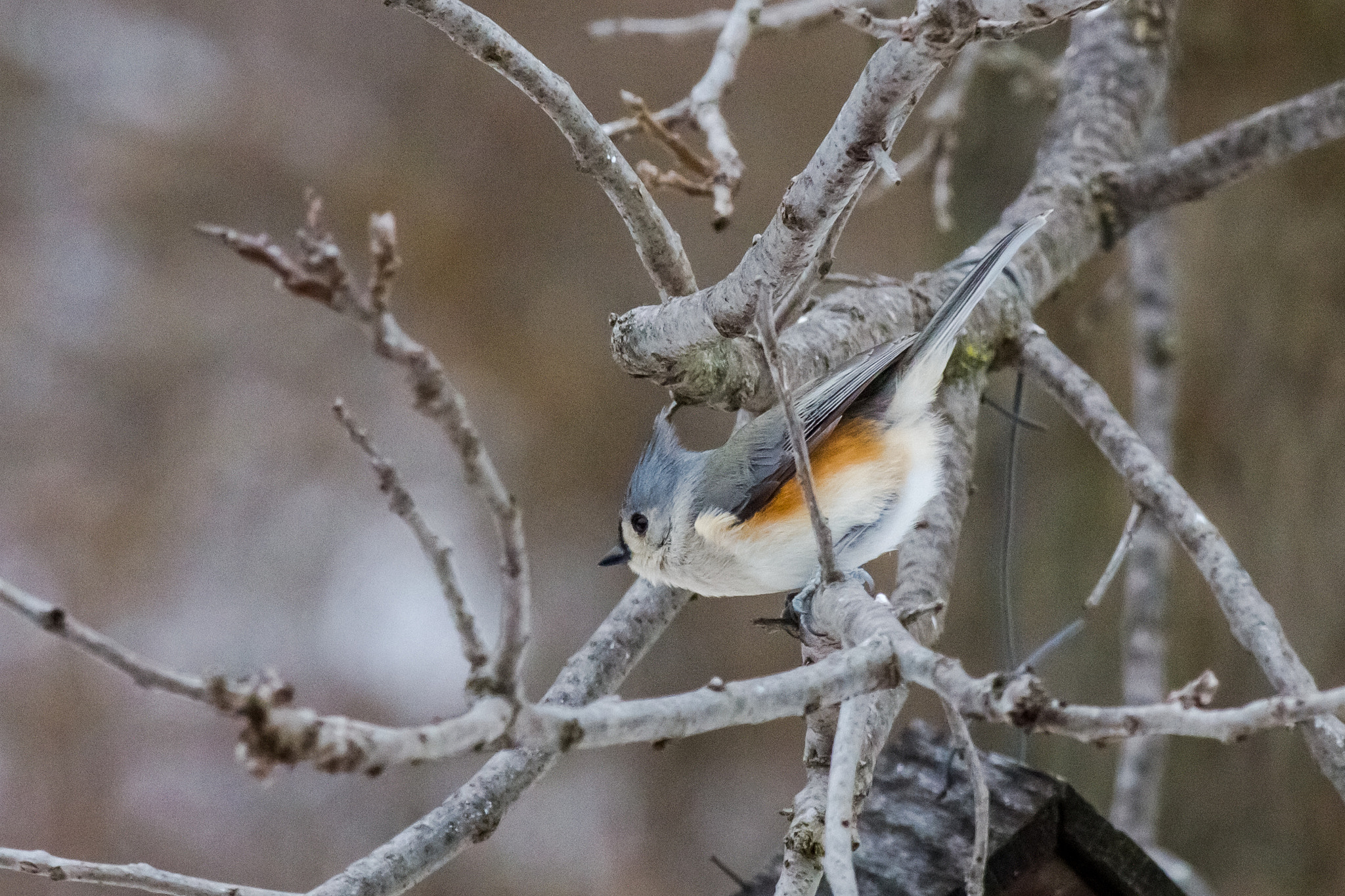 Canon EF-S 55-250mm F4-5.6 IS STM sample photo. Bird v 170129 photography