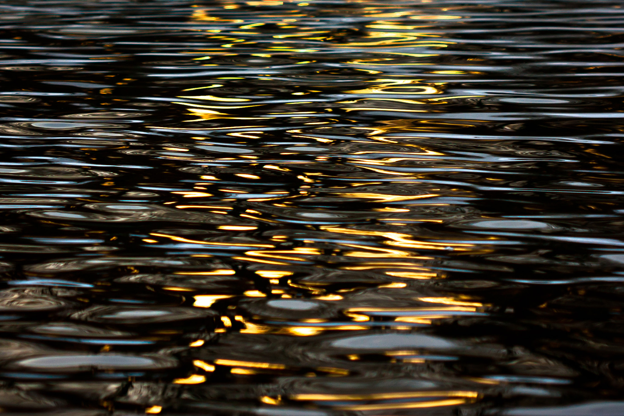 Canon EF 100mm F2.8 Macro USM sample photo. Golden reflections photography