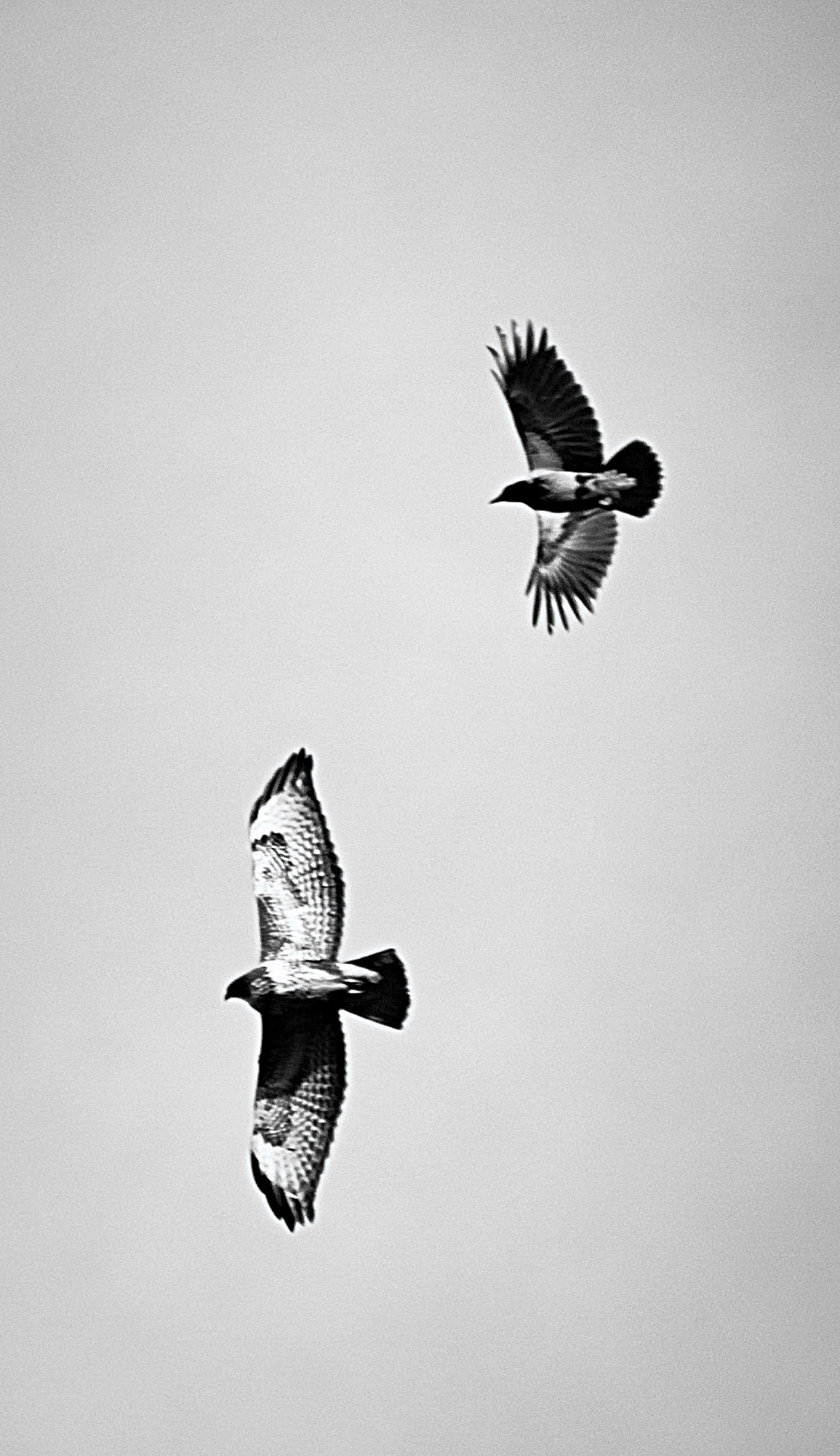 Canon EOS 500D (EOS Rebel T1i / EOS Kiss X3) + Tamron 18-270mm F3.5-6.3 Di II VC PZD sample photo. Crow hunting common buzzard bw photography
